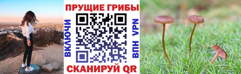 Галлюциногенные грибы мицелий  Сосновка 